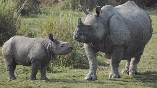 rhinos