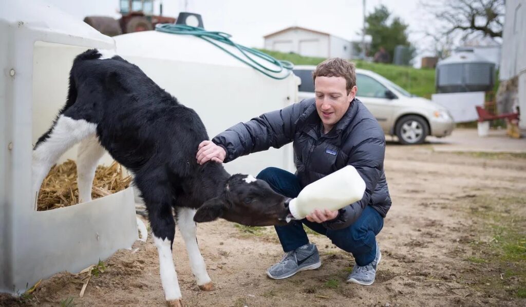 mark zuckerberg cows