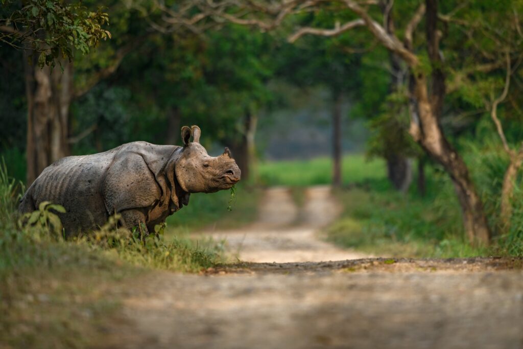 rhinos