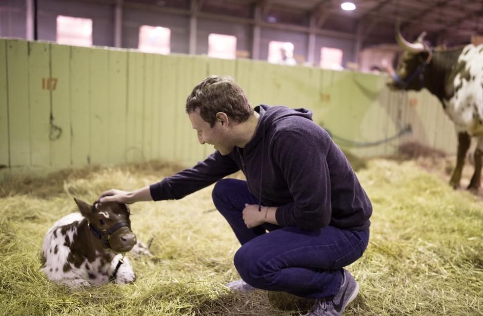 mark zuckerberg cows