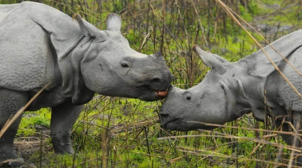 rhinos