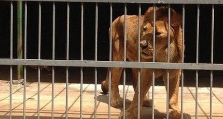 lion zoo andhra pradesh