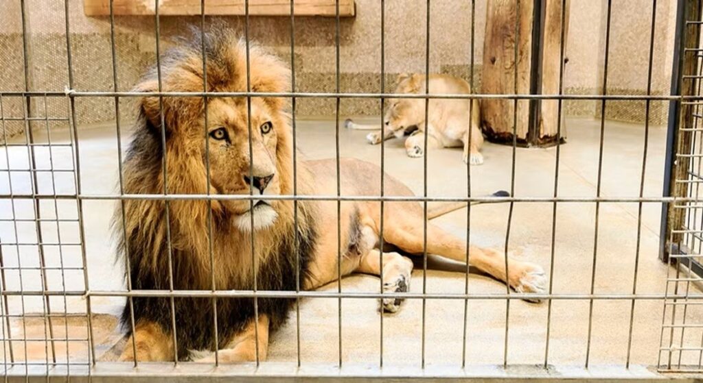 lion zoo andhra pradesh